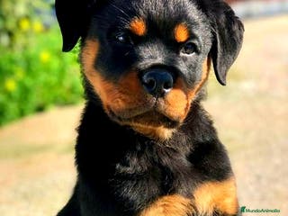 Rottweiler perros ROTTWEILER - Anuncio 36
