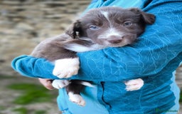 Border Collie perros en venta: Cachorros border collie color chocolate  - Imagen 5