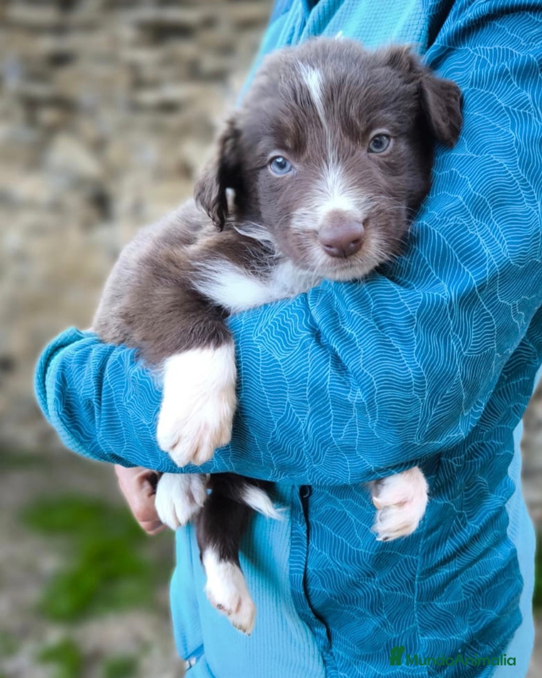 Border Collie perros en venta: Cachorros border collie color chocolate  - Imagen 5