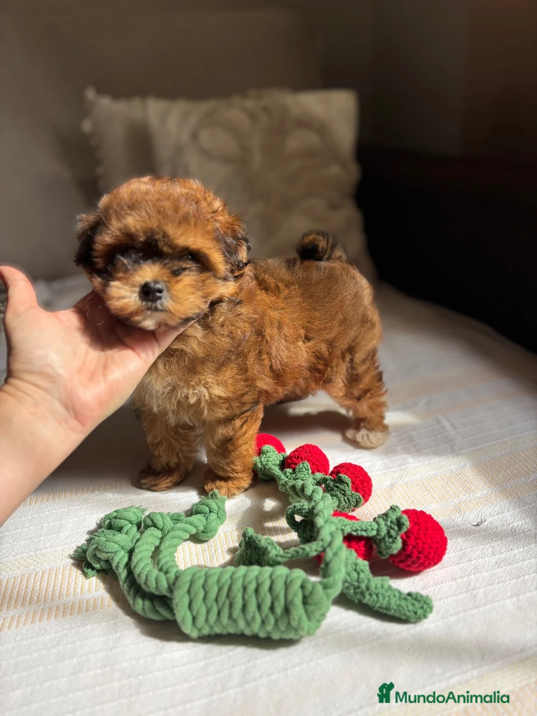 Maltipoo perros en venta: Maltipoo Toy Roja fotos actuales !!! - Anuncio 2