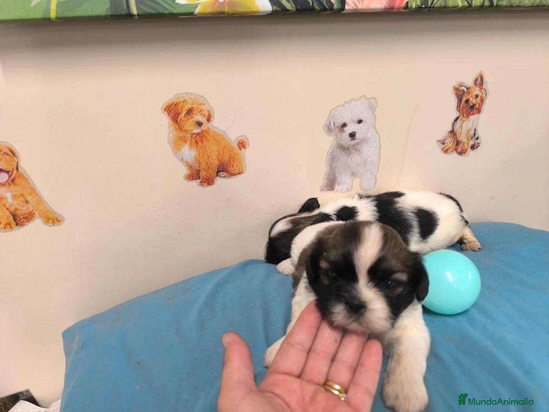 Shih Tzu perros en venta: Shihtzu en mallorca  - Anuncio 3
