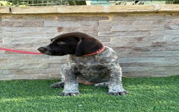 Braco Alemán de Pelo Duro perros en venta: Disponibles cachorros de drahthaar - Imagen 3