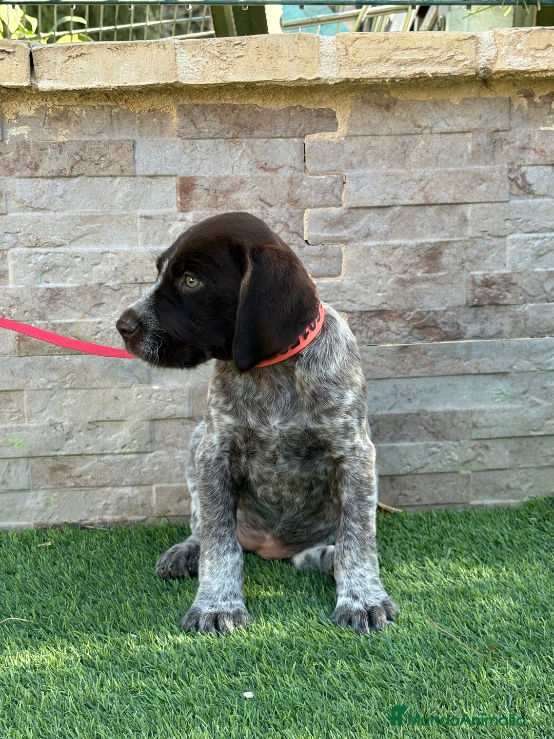 Braco Alemán de Pelo Duro perros en venta: Disponibles cachorros de drahthaar - Imagen 3