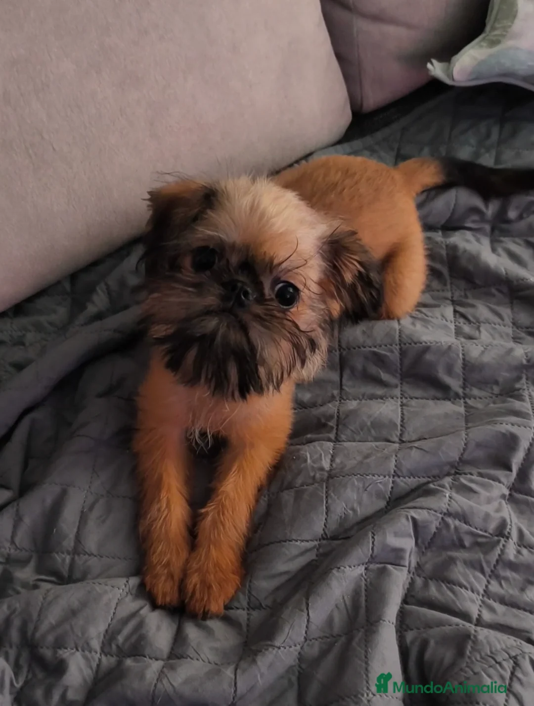 Grifón de Bruselas perros en venta: Griffon de bruselas macho cachorro disponible - Anuncio 3