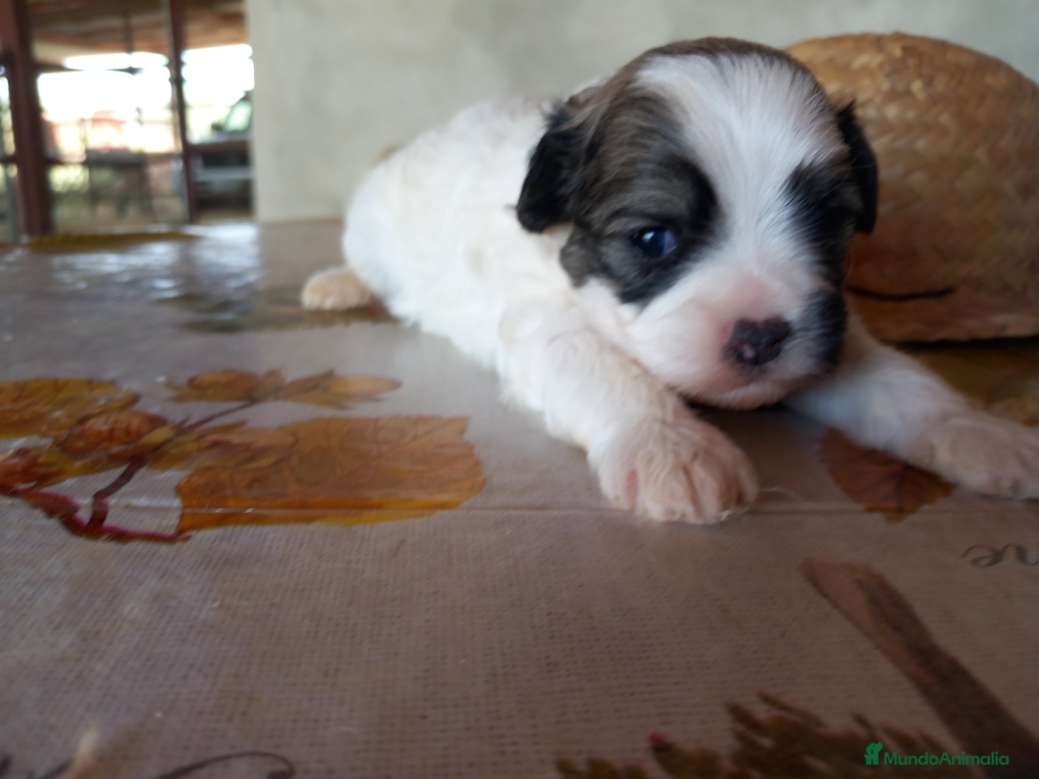 Otras razas perros Cachorritos Crestados Chinos. - Anuncio 8