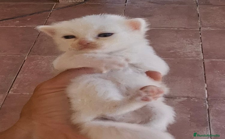 Europeo de Pelo Corto gatos - Propaganda 1