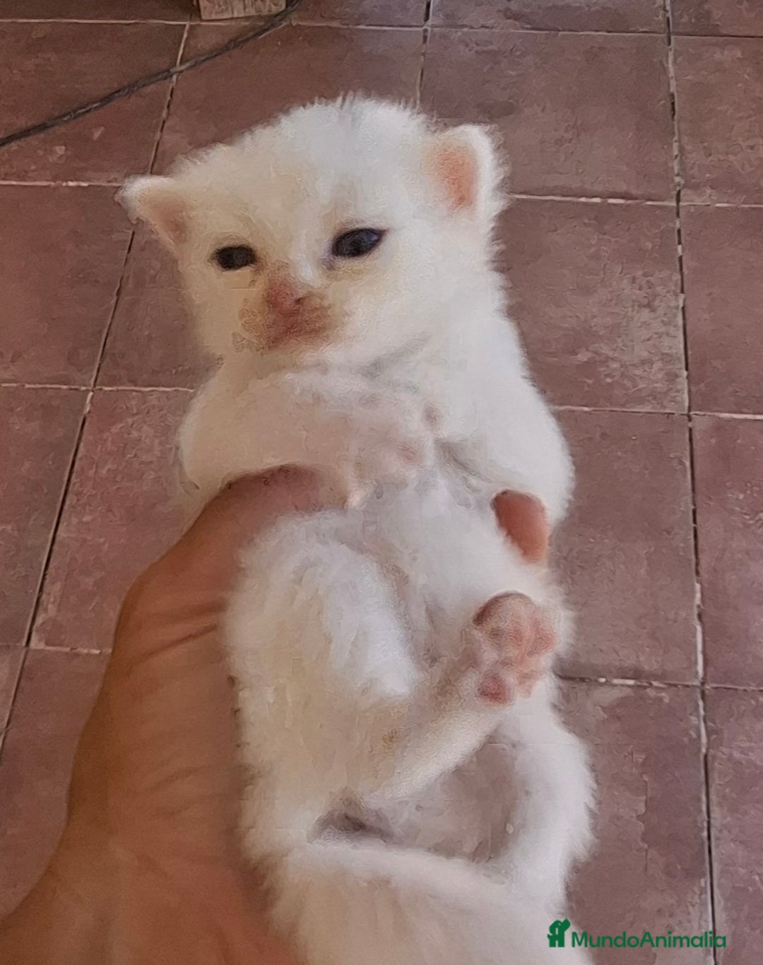 Europeo de Pelo Corto gatos en venta: Gatito blanco pelo semilargo - Imagen 1