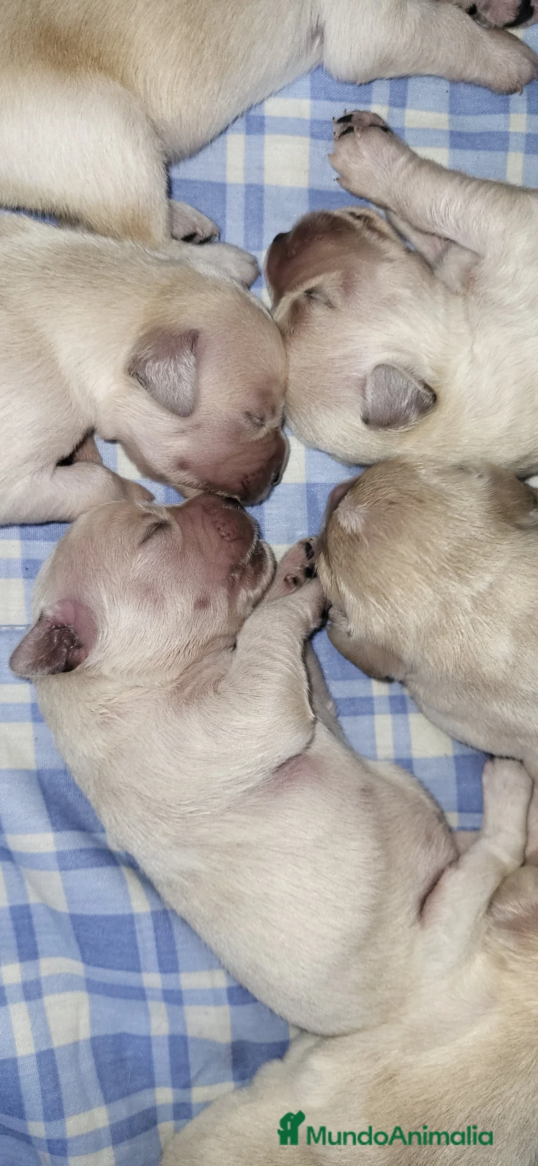 Golden Retriever perros para monta: Macho Golden para monta - Anuncio 2
