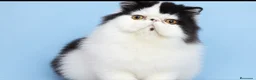 Persa gatos en venta: Persa puro - Anuncio 2
