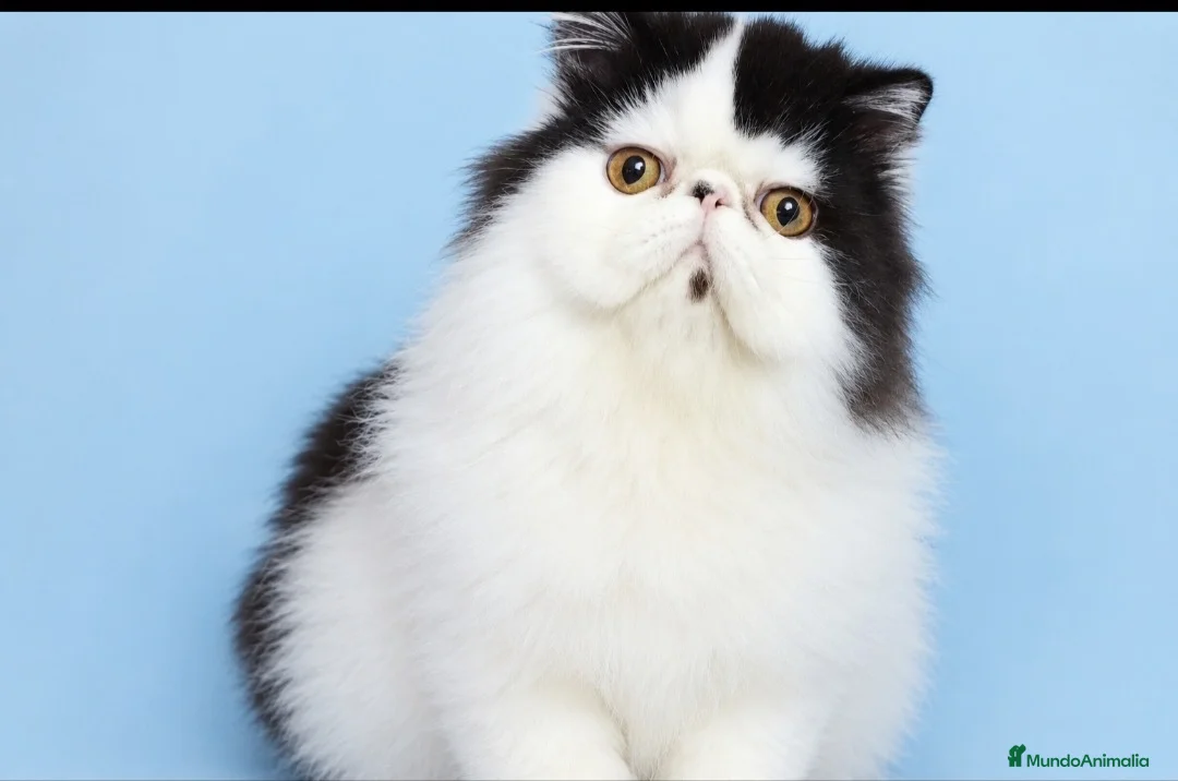 Persa gatos en venta: Persa puro - Anuncio 2