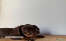 Teckel Miniatura perros en venta: TECKEL - Imagen 2