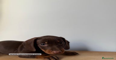 Teckel Miniatura perros - Propaganda 13