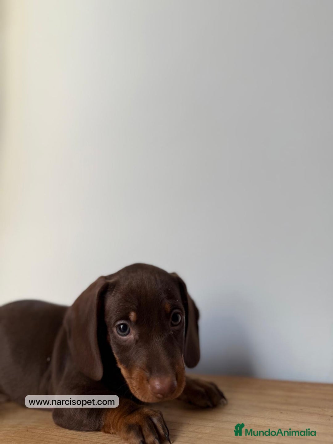 Teckel Miniatura perros en venta: TECKEL - Imagen 2