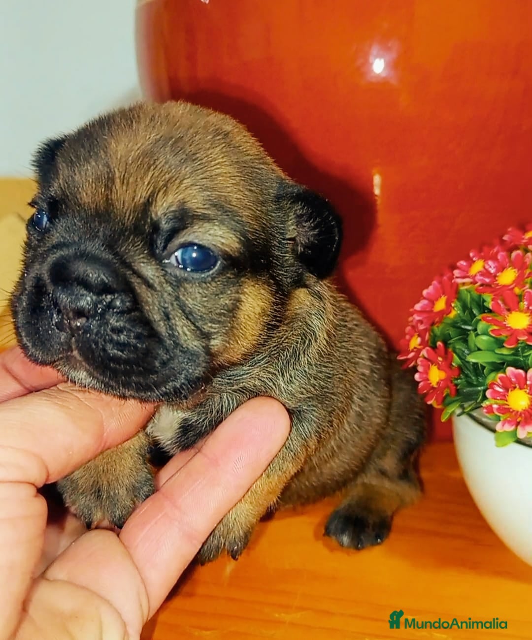 Bulldog Francés perros bulldog frances portador de fluffy hembra - Anuncio 2