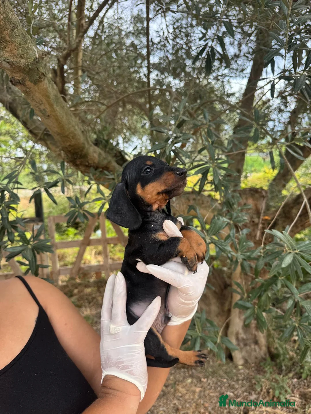 Teckel Miniatura perros en venta: Teckel mini  - Anuncio 2