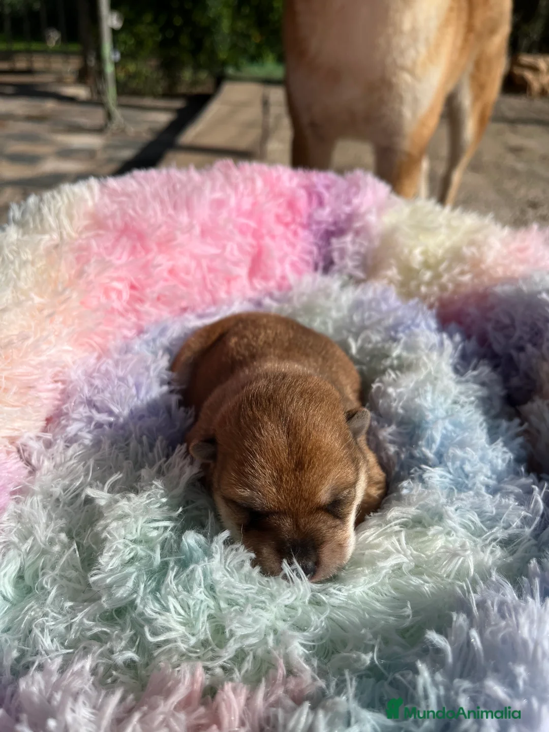 Shiba Inu perros en venta: Shiba inu bebé 🐣 - Anuncio 2