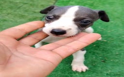 Whippet perros en venta: Whippet blue, isabela verdino - Imagen 13