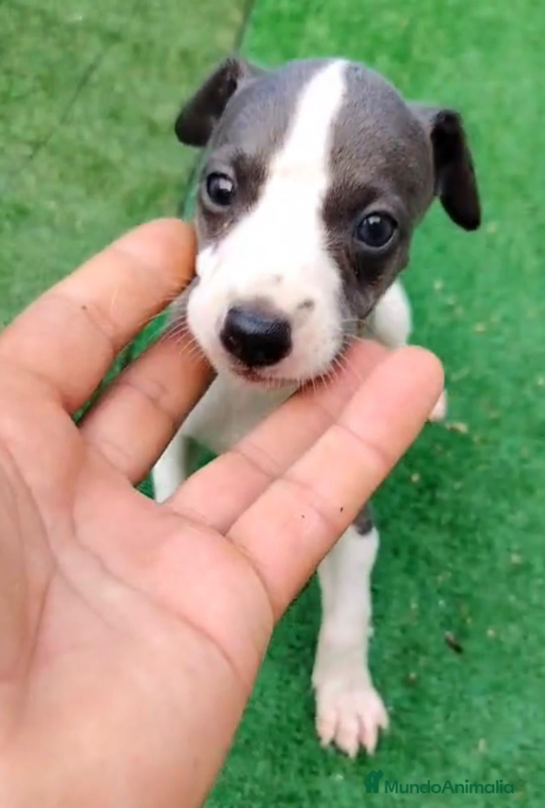 Whippet perros en venta: Whippet blue, isabela verdino - Imagen 13