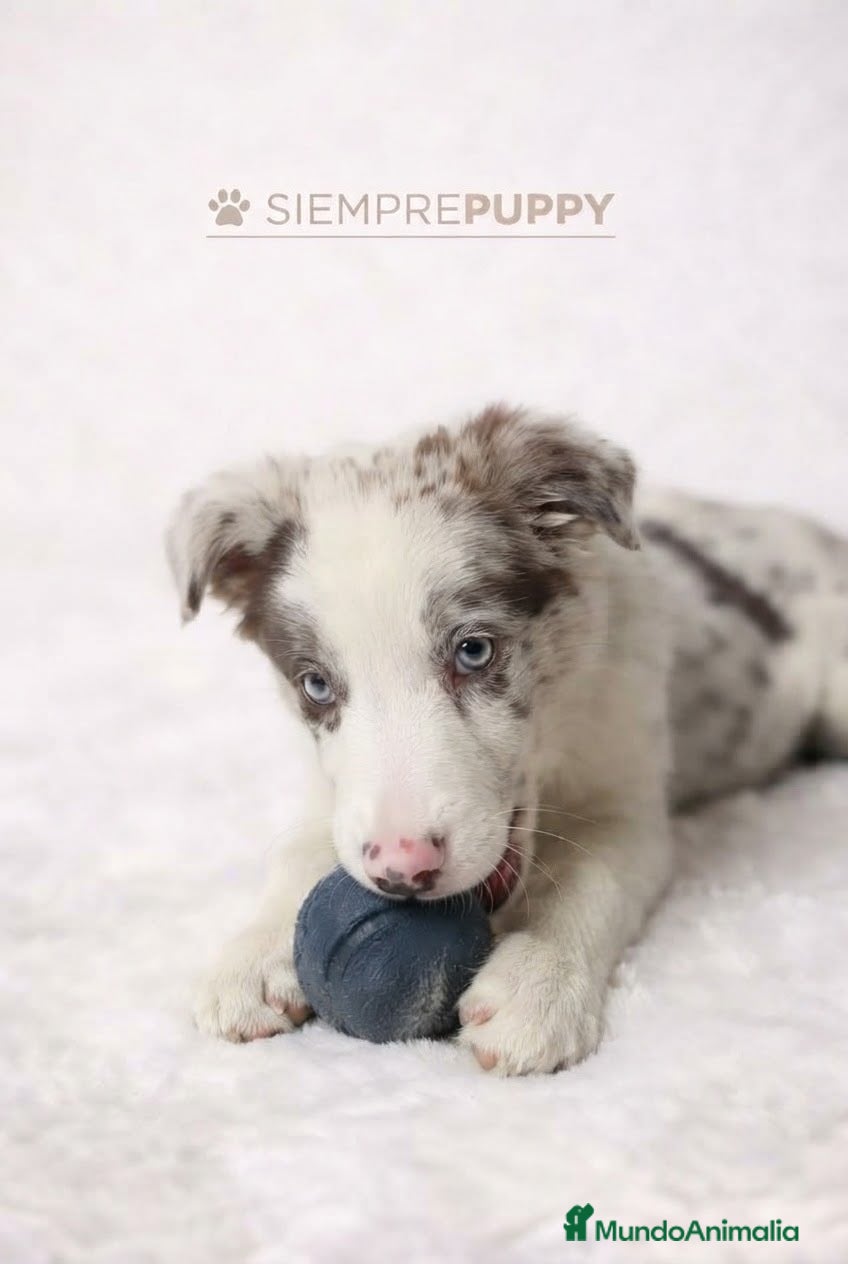 Border Collie perros BORDER COLLIE RED MERLE CACHORRO - Anuncio 2