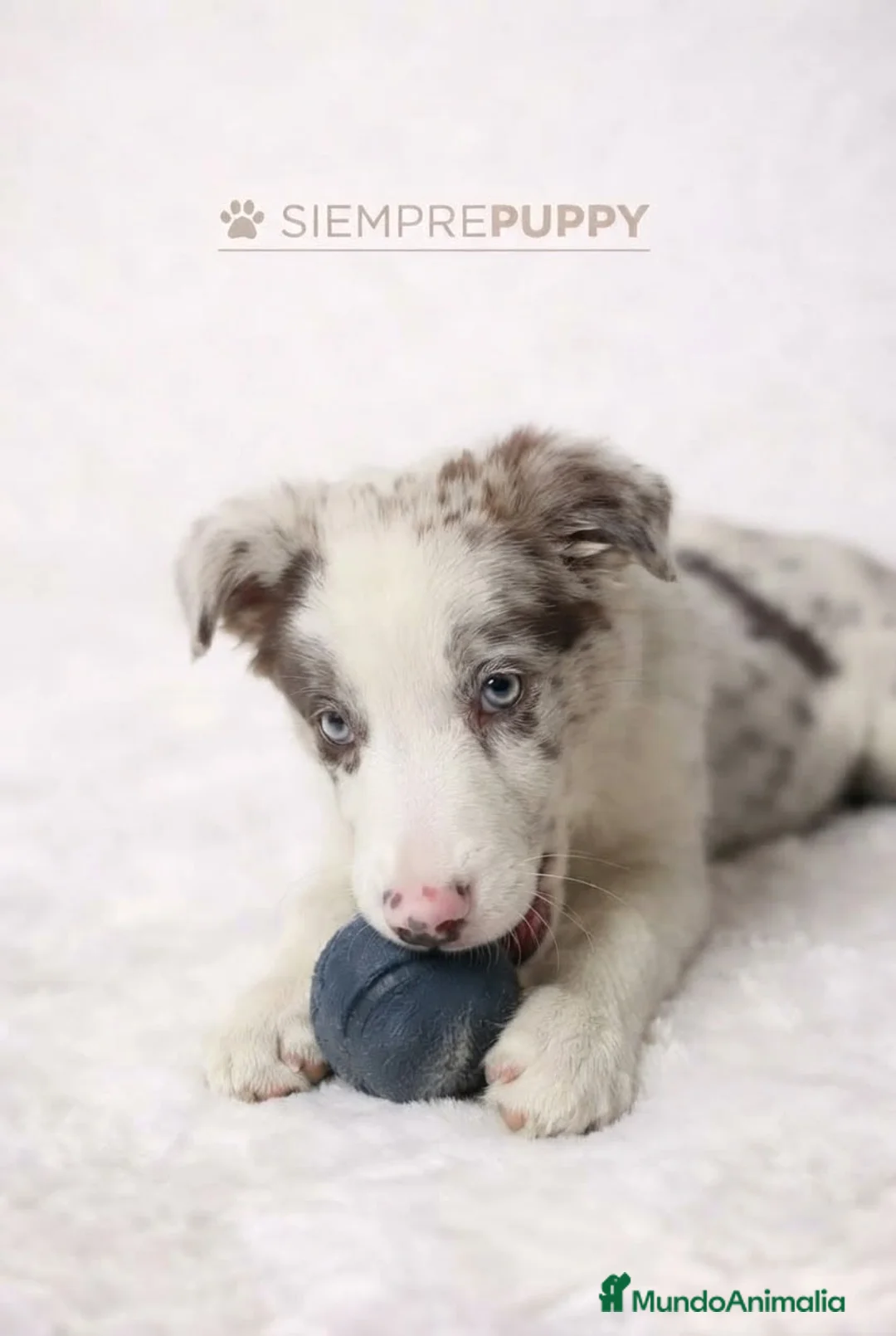 Border Collie perros en venta: BORDER COLLIE RED MERLE CACHORRO - Anuncio 1