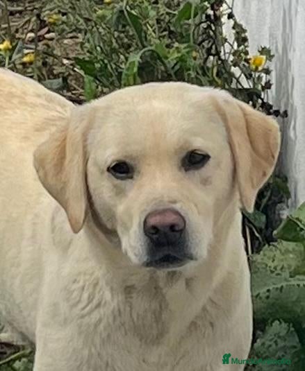 Labrador Retriever perros Camada disponible en color amarillo - Anuncio 1