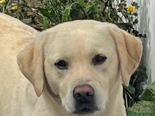 Labrador Retriever perros Camada disponible en color amarillo - Anuncio 1
