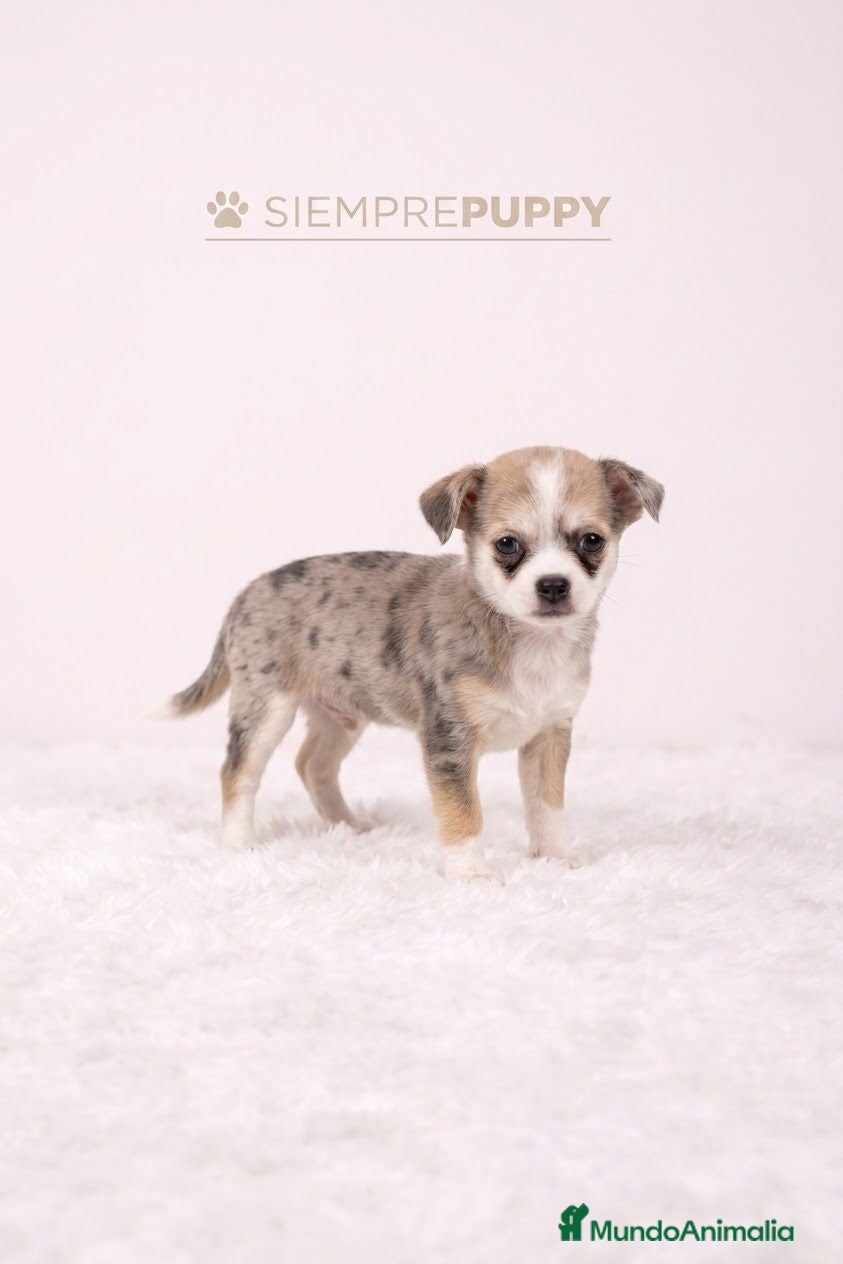 Chihuahua perros CHIHUAHUA EXÓTICO MERLÉ - Anuncio 2