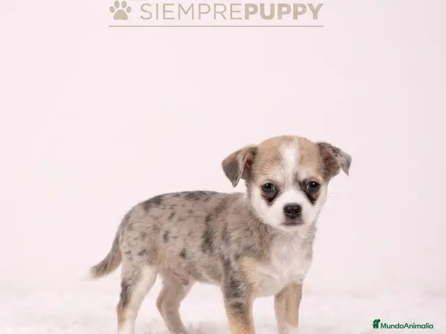 Chihuahua perros en venta: CHIHUAHUA EXÓTICO MERLÉ - Anuncio 1