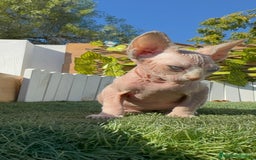 Sphynx gatos en venta: GATITAS SPHYNX - Anuncio 15