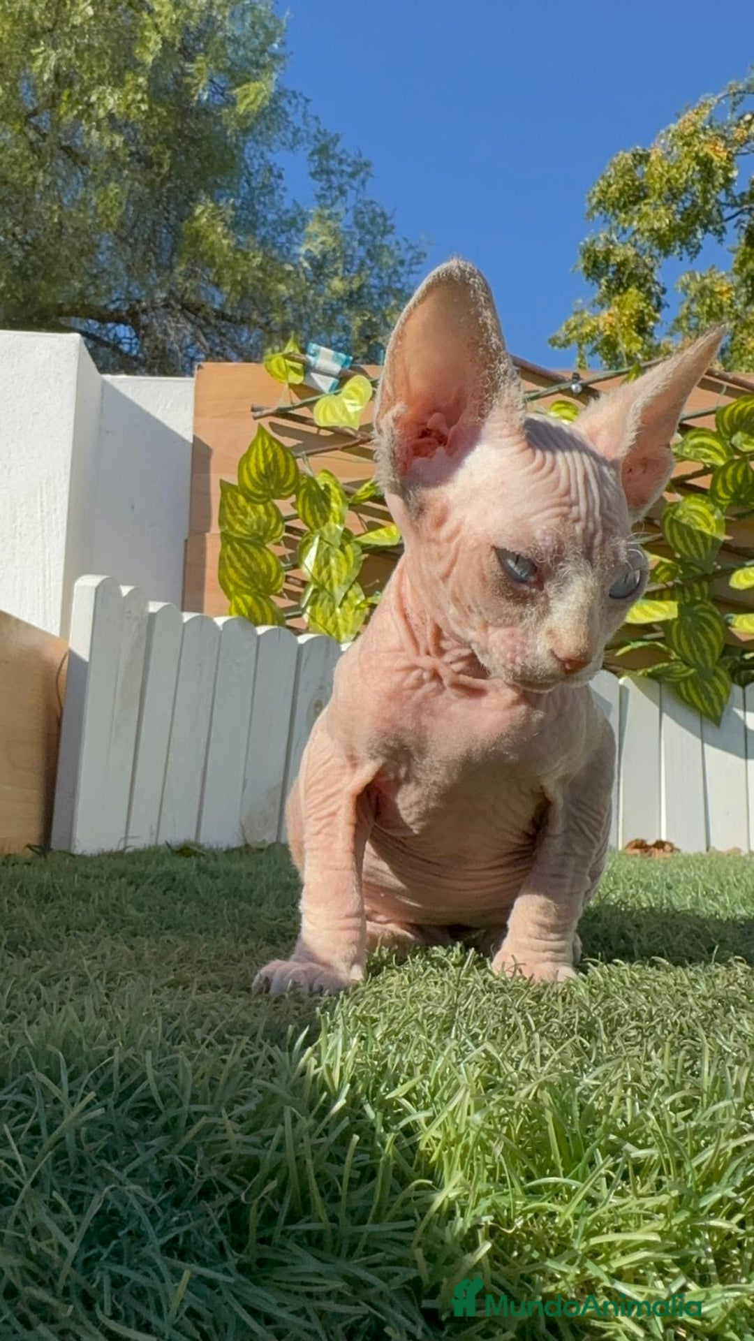 Sphynx gatos en venta: GATITAS SPHYNX - Anuncio 15