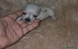 Chihuahua perros en venta: Chihuahua toy cabeza manzana  - Imagen 7