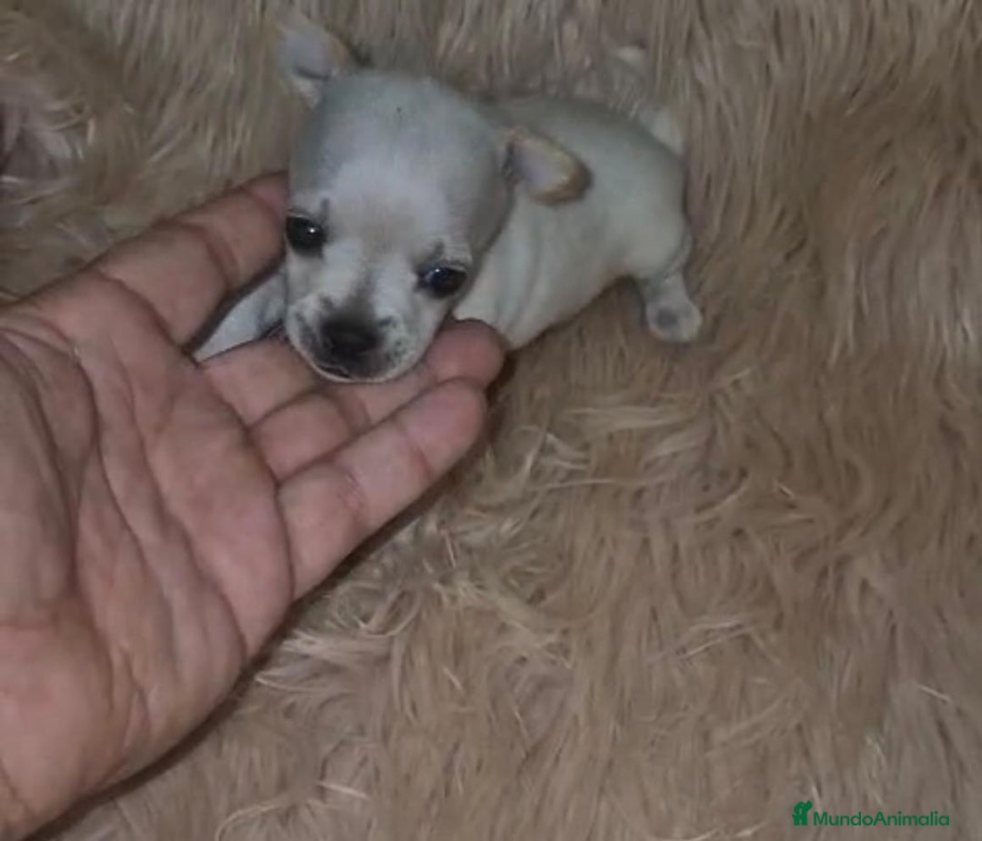 Chihuahua perros en venta: Chihuahua toy cabeza manzana  - Imagen 7