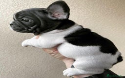 Bulldog Francés perros en venta: BULLDOG FRANCES - Anuncio 1