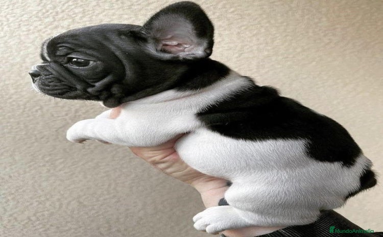 Bulldog Francés perros BULLDOG FRANCES - Anuncio 5