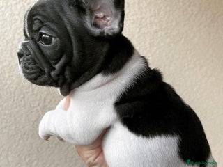 Bulldog Francés perros BULLDOG FRANCES - Anuncio 5