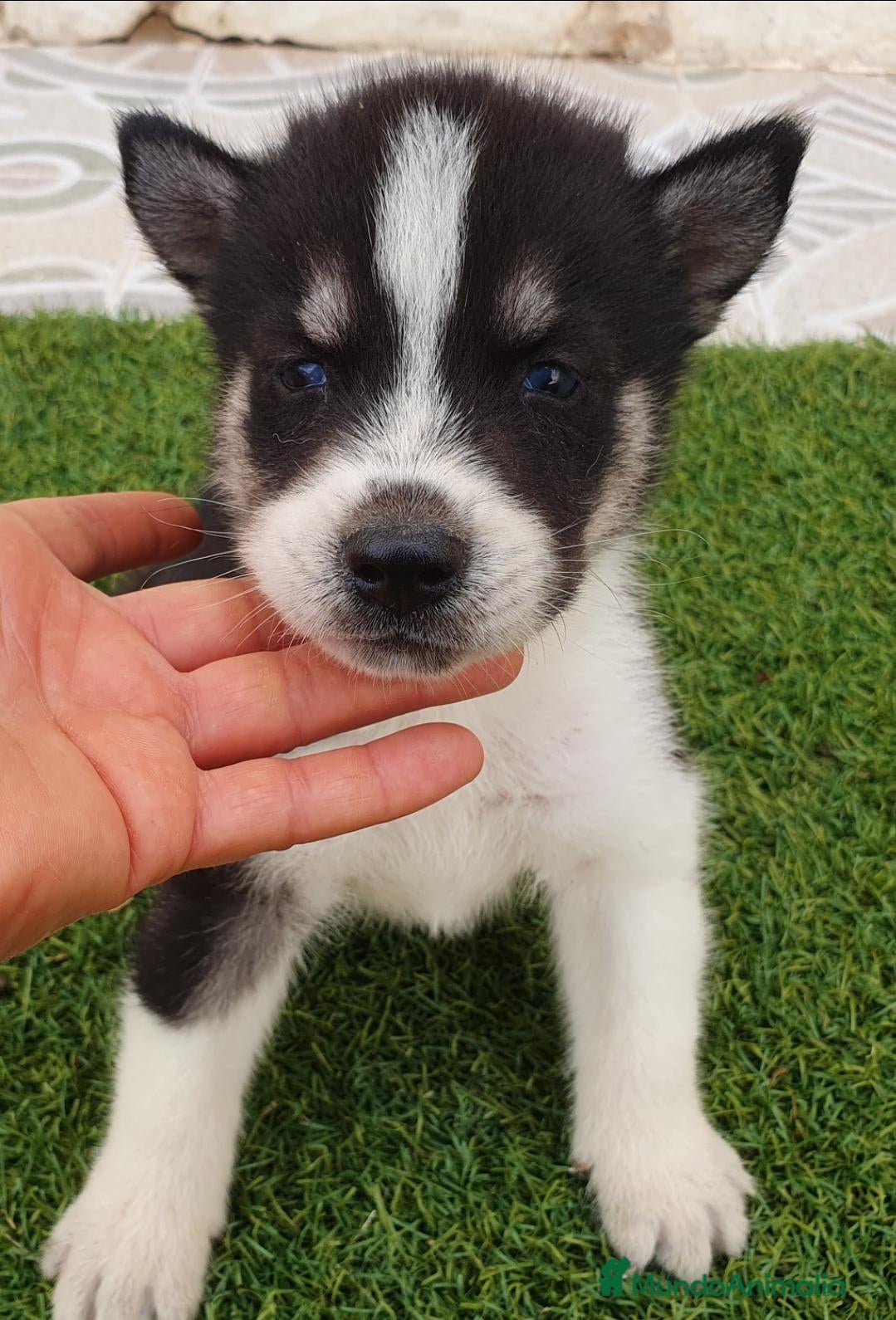 Husky Siberiano perros Husky Jet Black y Agouti EXÓTICOS - Anuncio 2
