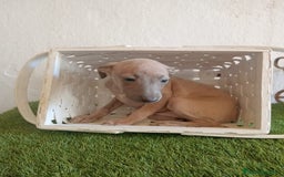 Pequeño Lebrel Italiano perros en venta: Piccolo italiano  - Imagen 12
