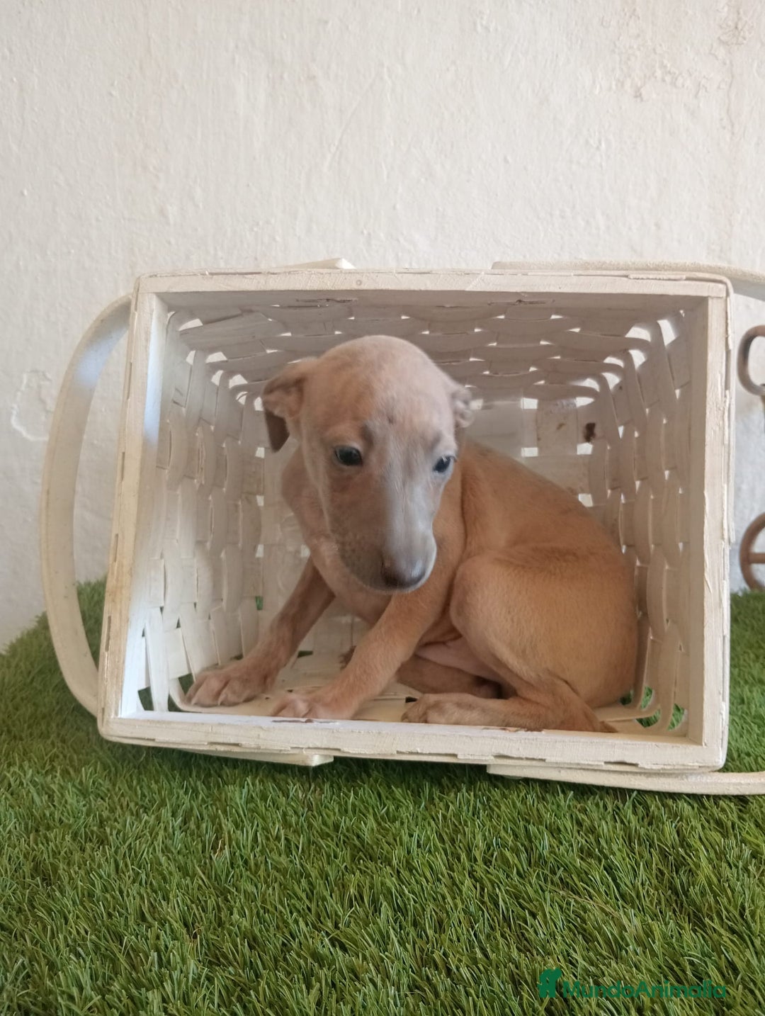 Pequeño Lebrel Italiano perros en venta: Piccolo italiano  - Imagen 12