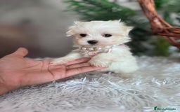 Bichón Maltés perros en venta: BICHON MALTES HEMBRA - Imagen 9