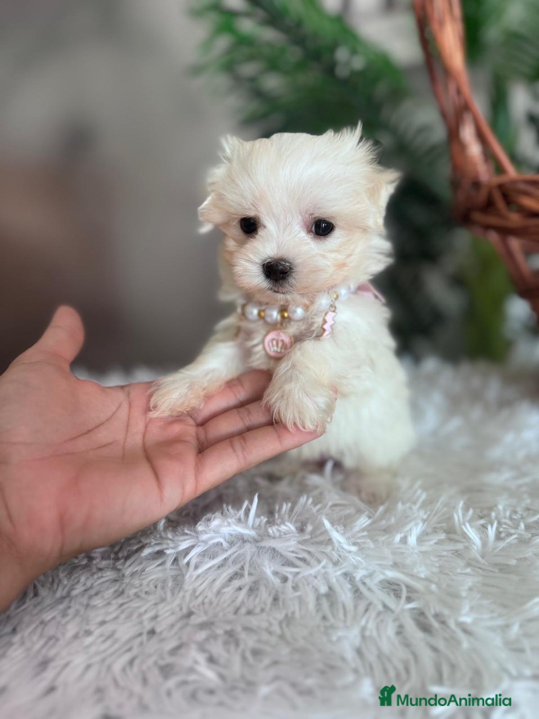 Bichón Maltés perros en venta: BICHON MALTES HEMBRA - Imagen 9
