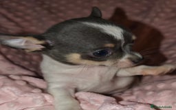 Chihuahua perros en venta: Chihuahua mini mini - Imagen 1