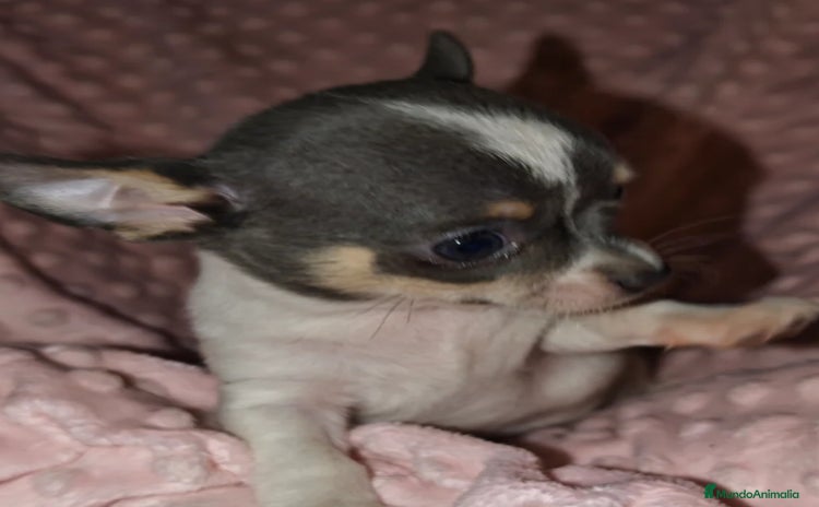 Chihuahua perros - Anuncio 6