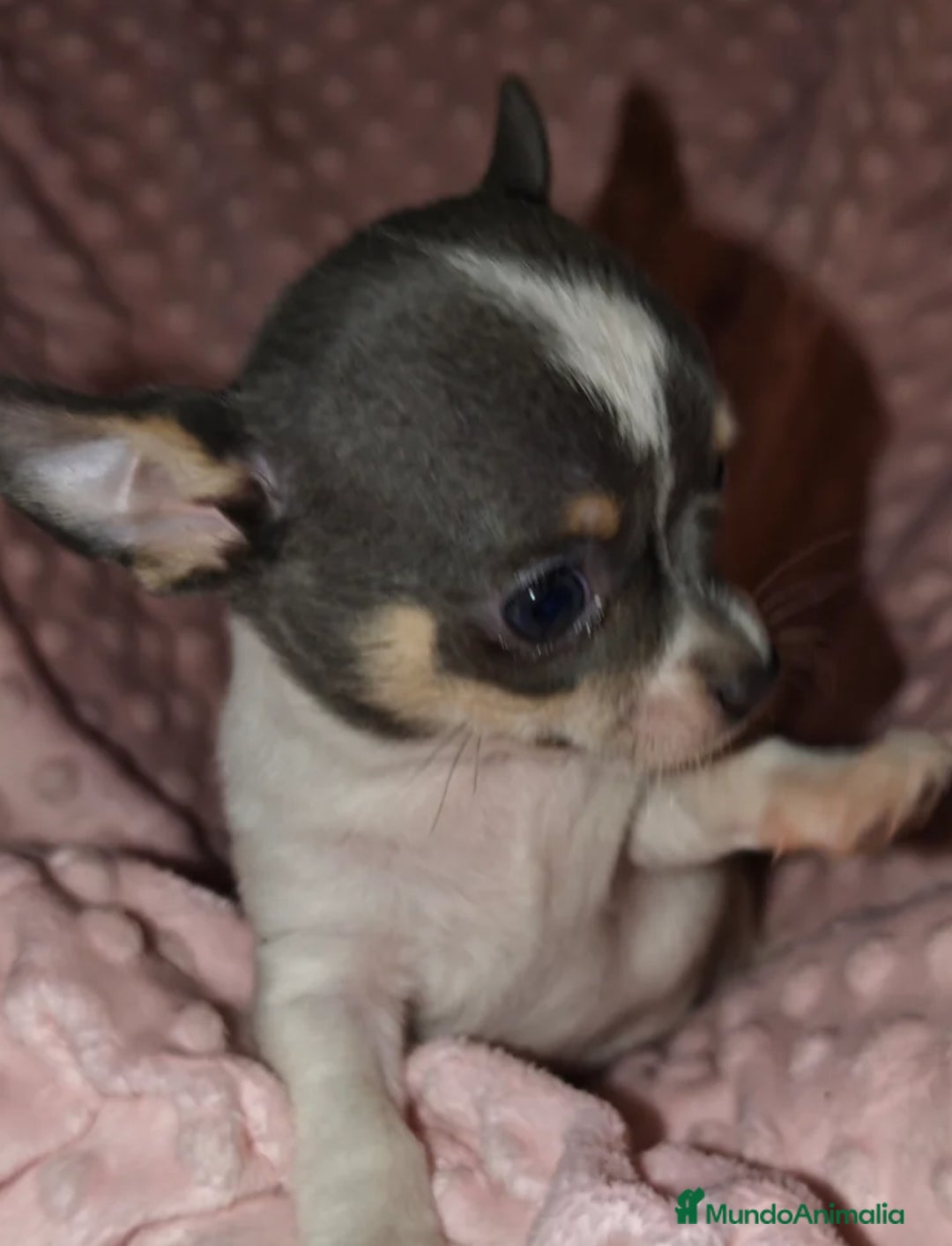 Chihuahua perros en venta: Chihuahua mini mini - Imagen 1