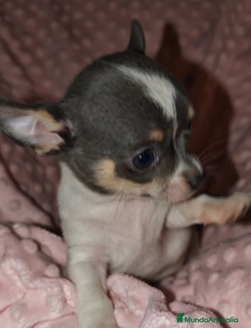 Chihuahua perros - Anuncio 15