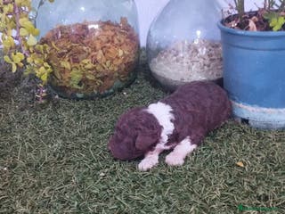 Perro de Agua Español perros Cachorros perro de agua - Anuncio 29