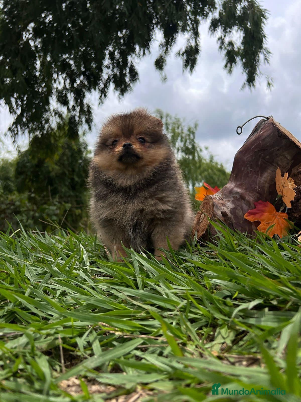 Pomerania perros Pomerania TODA ESPAÑA  - Anuncio 1
