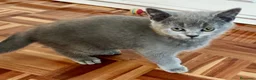 Británico de Pelo Corto gatos en venta: CAMADA DE GATO/AS BRITISH SHORTAIR - Anuncio 2