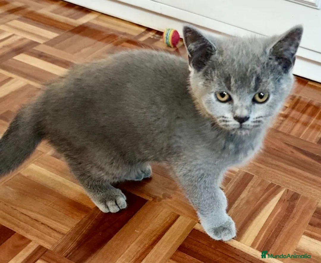 Británico de Pelo Corto gatos en venta: CAMADA DE GATO/AS BRITISH SHORTAIR - Anuncio 2