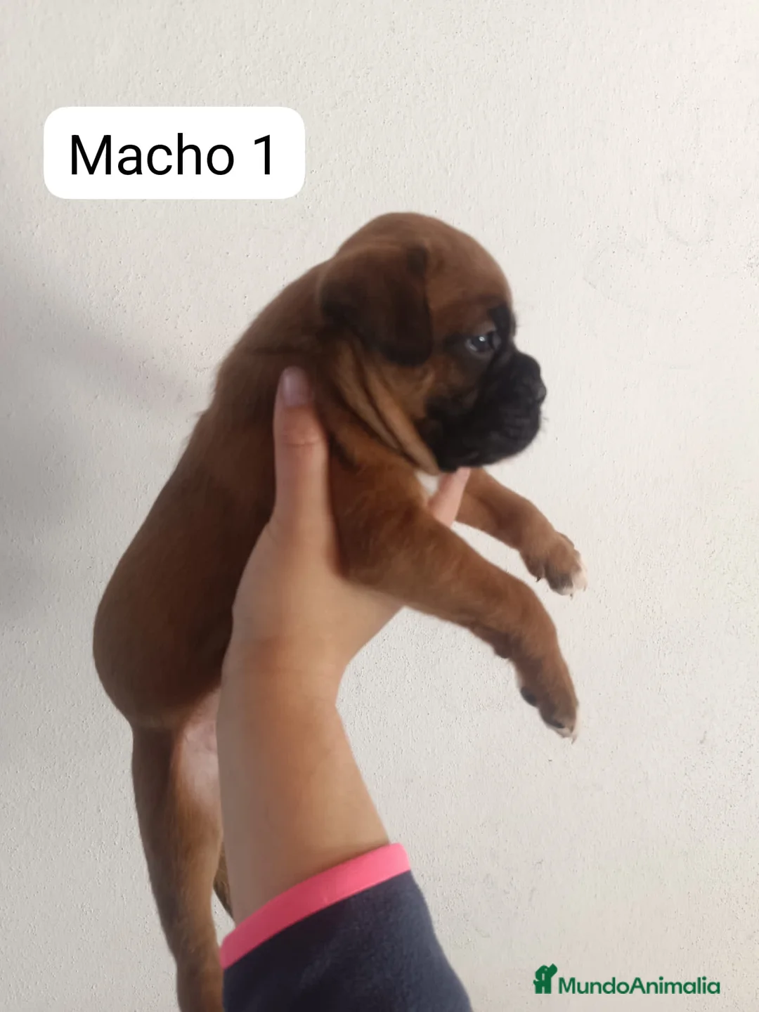 Boxer perros en venta: Camada de boxer PARA ENTREGAR - Anuncio 3