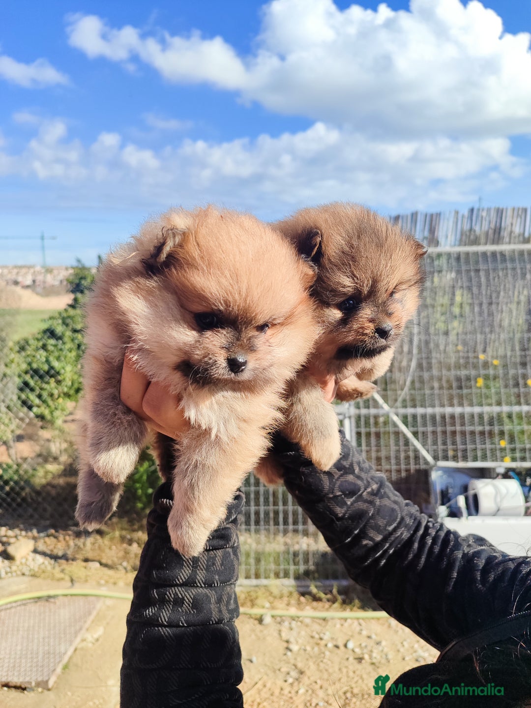 Pomerania perros en venta: Lulú de pomerania precio real - Anuncio 6